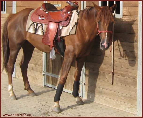 cattleman