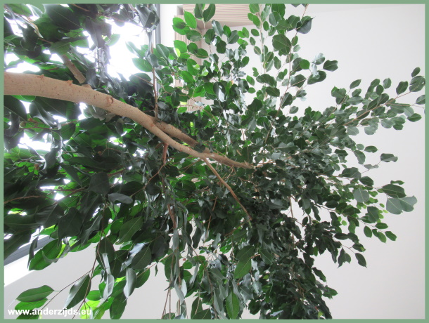 ficus