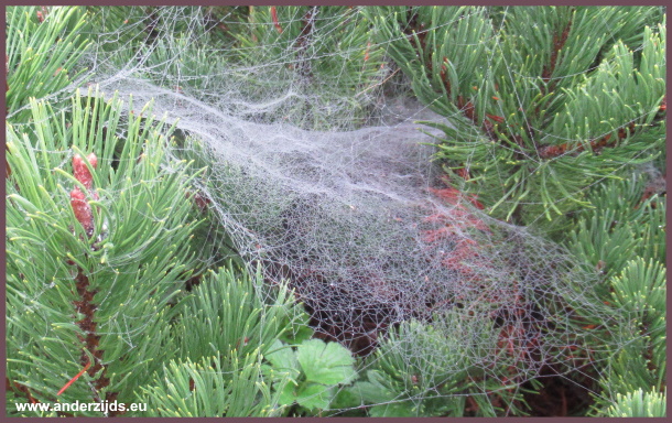 spinne