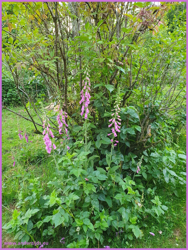 digitalis