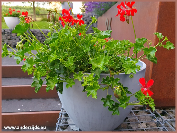 geraniums