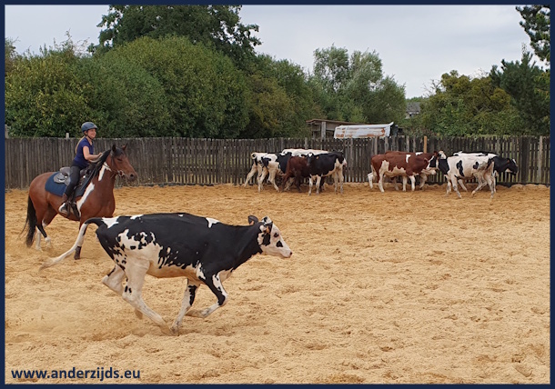 cowcutting01